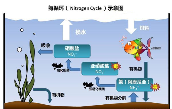 水產(chǎn)養(yǎng)殖降氨氮快速方法，中詢生物：用對了，12小時可達(dá)安全值
