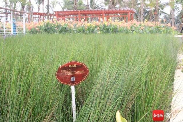 濕地內(nèi)種植的水草。